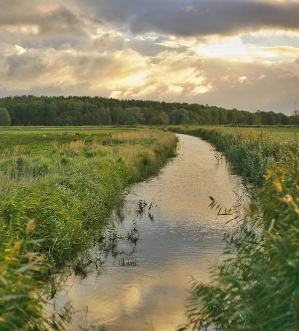 Thriving landscape 